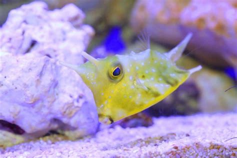 7 Little Known Facts About The Longhorn Cowfish (With Photos).
